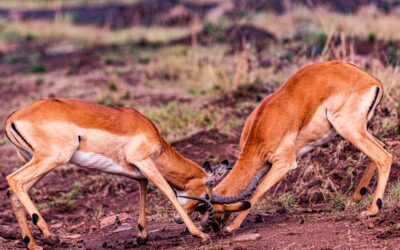 The Do’s and Don’ts of Resolving Conflict