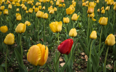 The Basics of DiSC and the Value of our Differences